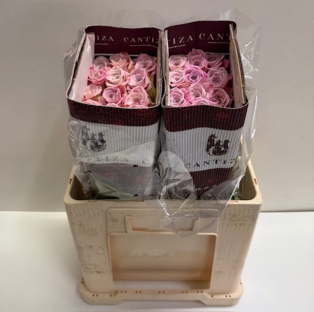 Rosa ec faith CT.jpg